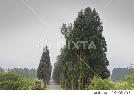 並木道　北海道・函館　トラピスト修道院 54659751