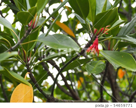 マングローブ(オヒルギ)の赤い花(沖縄県国頭郡東村慶佐次川) マングローブ(オヒルギ)の赤い花(沖縄県国頭郡東村慶佐次川) 54659771