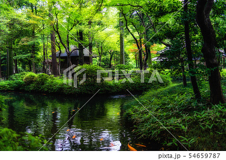 埼玉　初夏の平林寺（放生池） 54659787