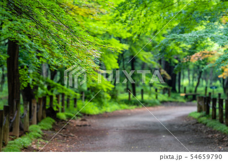 埼玉 初夏の平林寺(平林寺境内林) 埼玉 初夏の平林寺(平林寺境内林) 54659790