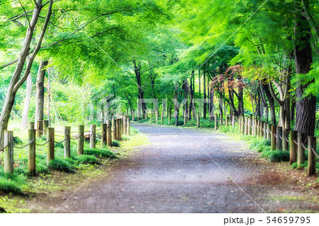 埼玉　初夏の平林寺（平林寺境内林） 54659795