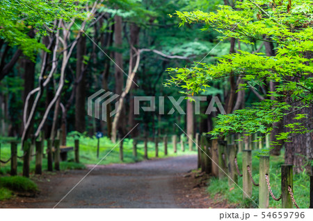 埼玉 初夏の平林寺(平林寺境内林) 埼玉 初夏の平林寺(平林寺境内林) 54659796
