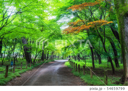 埼玉　初夏の平林寺（平林寺境内林） 54659799