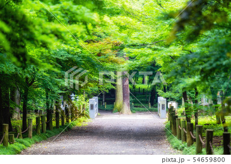 埼玉 初夏の平林寺(平林寺堀付近) 埼玉 初夏の平林寺(平林寺堀付近) 54659800
