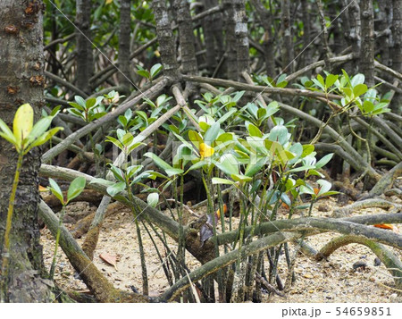 マングローブの新芽(沖縄県国頭郡東村慶佐次川) マングローブの新芽(沖縄県国頭郡東村慶佐次川) 54659851
