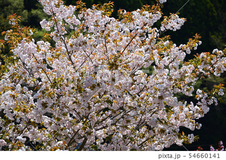 ふるどの桜街道へ行きました #8 ふるどの桜街道へ行きました #8 54660141