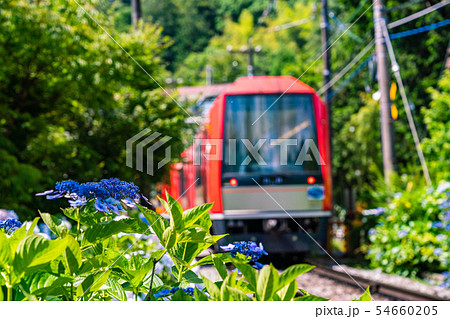 （神奈川県）箱根登山鉄道　あじさい電車 54660205
