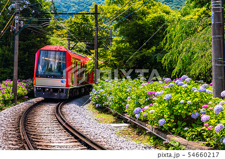 （神奈川県）箱根登山鉄道　あじさい電車 54660217