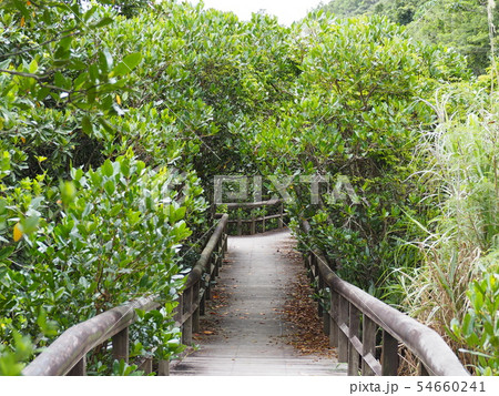 マングローブ林の中を通る散歩道（沖縄県東村ふれあいヒルギ公園） 54660241