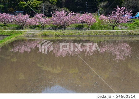 ふるどの桜街道へ行きました #17 ふるどの桜街道へ行きました #17 54660514