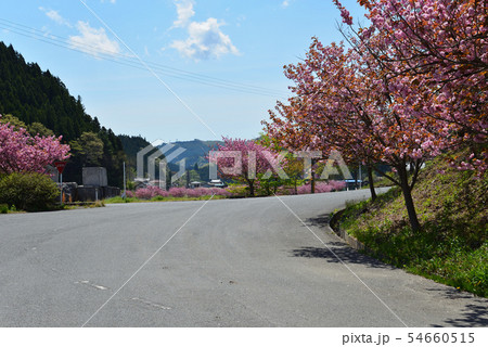 ふるどの桜街道へ行きました #16 ふるどの桜街道へ行きました #16 54660515