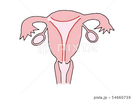 子宮 54660739
