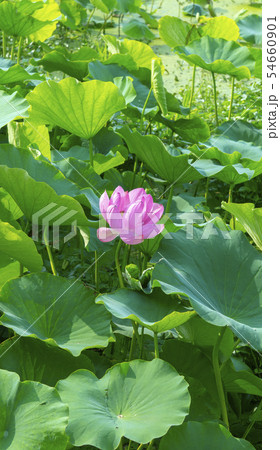 韓国 風景 京畿道 54660901