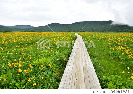 雄国沼のニッコウキスゲ群落 54661921