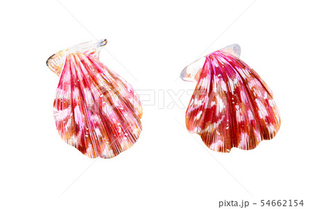 Two pink mother of pearl shell scallop. 54662154