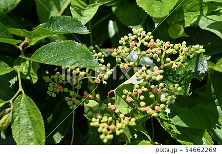 ヤブガラシの花 54662269