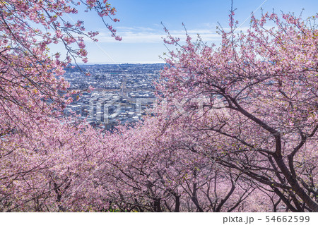 松田山からの河津桜と町並み　神奈川県 54662599