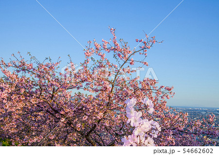 松田山からの河津桜と町並み 神奈川県 松田山からの河津桜と町並み 神奈川県 54662602