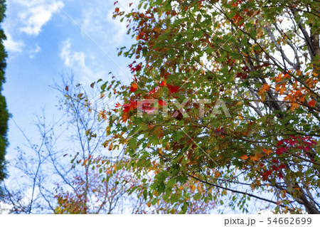 新穂高ロープウェイ　鍋平高原の紅葉 54662699