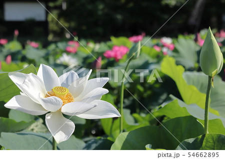 蓮の花 54662895