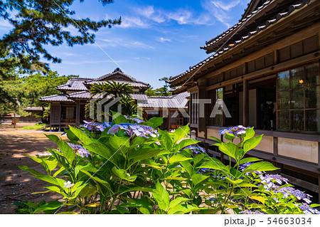 (静岡県)沼津御用邸記念公園 アジサイ咲く、西附属邸 (静岡県)沼津御用邸記念公園 アジサイ咲く、西附属邸 54663034