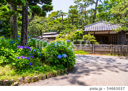 （静岡県）沼津御用邸記念公園　アジサイ咲く、西附属邸 54663037