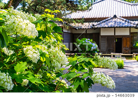 (静岡県)沼津御用邸記念公園 アジサイ咲く、西附属邸 (静岡県)沼津御用邸記念公園 アジサイ咲く、西附属邸 54663039