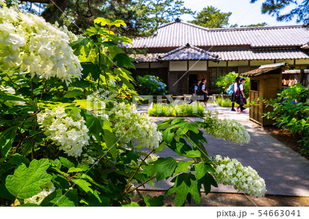 (静岡県)沼津御用邸記念公園 アジサイ咲く、西附属邸 (静岡県)沼津御用邸記念公園 アジサイ咲く、西附属邸 54663041