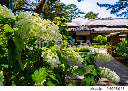 (静岡県)沼津御用邸記念公園 アジサイ咲く、西附属邸 (静岡県)沼津御用邸記念公園 アジサイ咲く、西附属邸 54663043