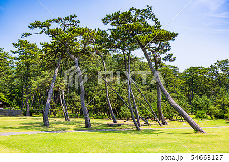 (静岡県)沼津御用邸 記念公園 松林 (静岡県)沼津御用邸 記念公園 松林 54663127