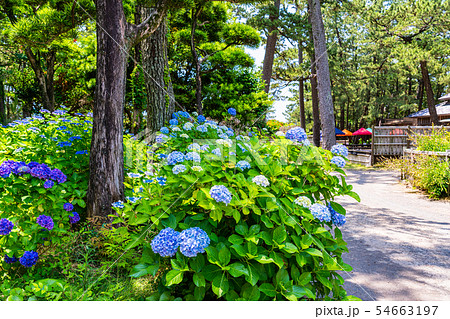 (静岡県)沼津御用邸 記念公園 散策路 (静岡県)沼津御用邸 記念公園 散策路 54663197