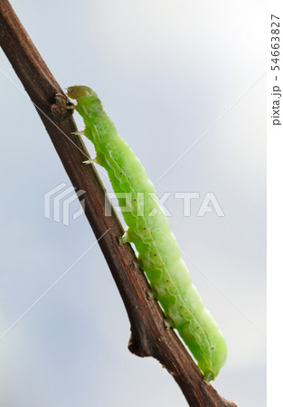 Climbing caterpillar 54663827