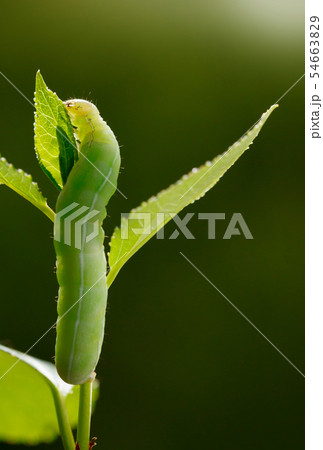 Green caterpillar full length 54663829