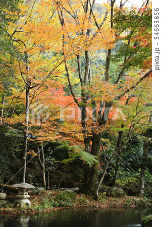 岐阜公園の紅葉 岐阜金華山公園の紅葉 紅葉風景 岐阜公園の紅葉 岐阜金華山公園の紅葉 紅葉風景 54663856