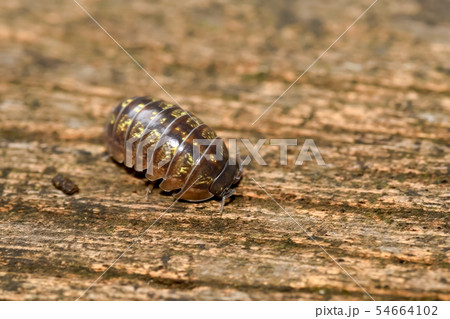 ダンゴムシ 54664102