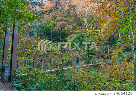 東京八王子市の秋の高尾山 四号路の吊り橋(みやま橋) 東京八王子市の秋の高尾山 四号路の吊り橋(みやま橋) 54664129