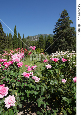 The flower is densely planted with white and pink 54664235