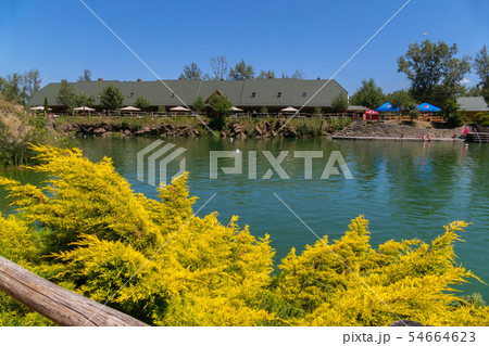 yellow branches of juniper on the shore of the lak yellow branches of juniper on the shore of the lak 54664623
