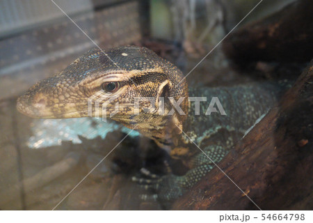 The big newt behind the glass looks smartly at the The big newt behind the glass looks smartly at the 54664798