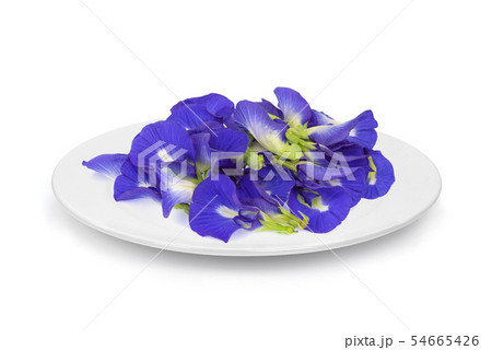 butterfly pea, blue pea, or asian pigeonwings butterfly pea, blue pea, or asian pigeonwings 54665426