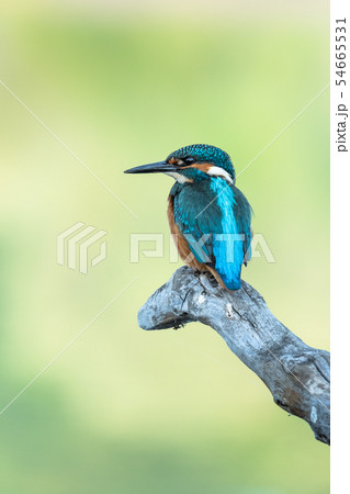 Common kingfisher (Alcedo atthis) Common kingfisher (Alcedo atthis) 54665531