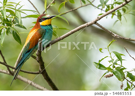 European bee-eater (Merops apiaster) European bee-eater (Merops apiaster) 54665553