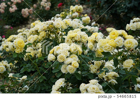 薔薇（ゴールデンボーダー）さかき千曲川バラ公園 54665815