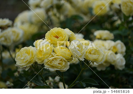 薔薇(ゴールデンボーダー)さかき千曲川バラ公園 薔薇(ゴールデンボーダー)さかき千曲川バラ公園 54665816