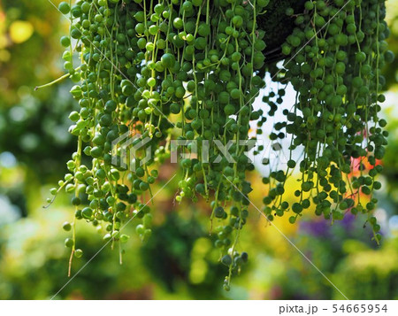 観葉植物グリーンネックレス 54665954