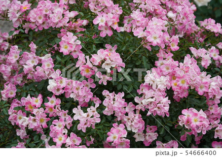 薔薇（クンバヤ）さかき千曲川バラ公園 54666400
