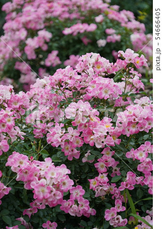 薔薇(クンバヤ)さかき千曲川バラ公園 薔薇(クンバヤ)さかき千曲川バラ公園 54666405