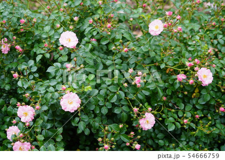 薔薇(サティーナ)さかき千曲川バラ公園 薔薇(サティーナ)さかき千曲川バラ公園 54666759