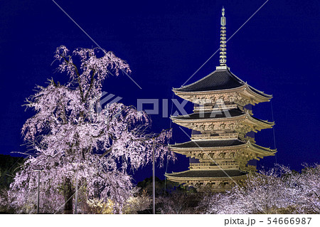 東寺　ライトアップ 54666987