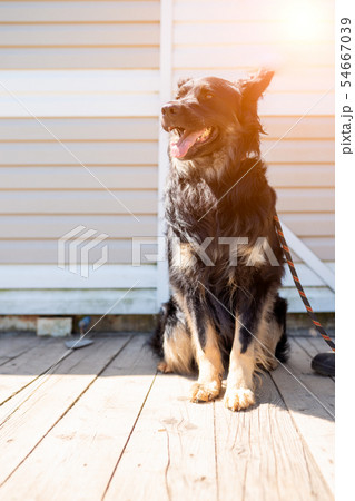 Photo of black dog with open mouth with leash around its neck standing on wooden floor on summer day 54667039